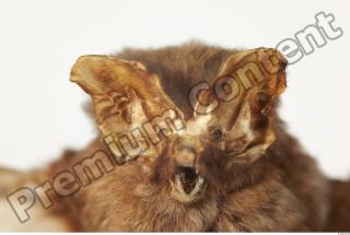 European Bat - Barbastella barbastellus 0048